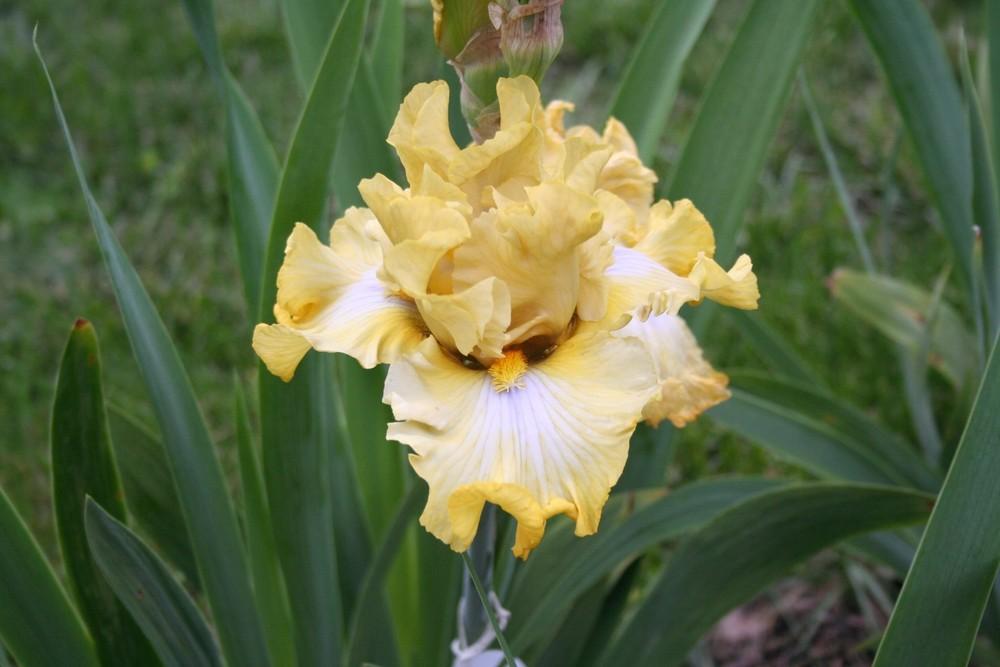 Photo of Tall Bearded Iris (Iris 'Scandinavian Gal') uploaded by KentPfeiffer