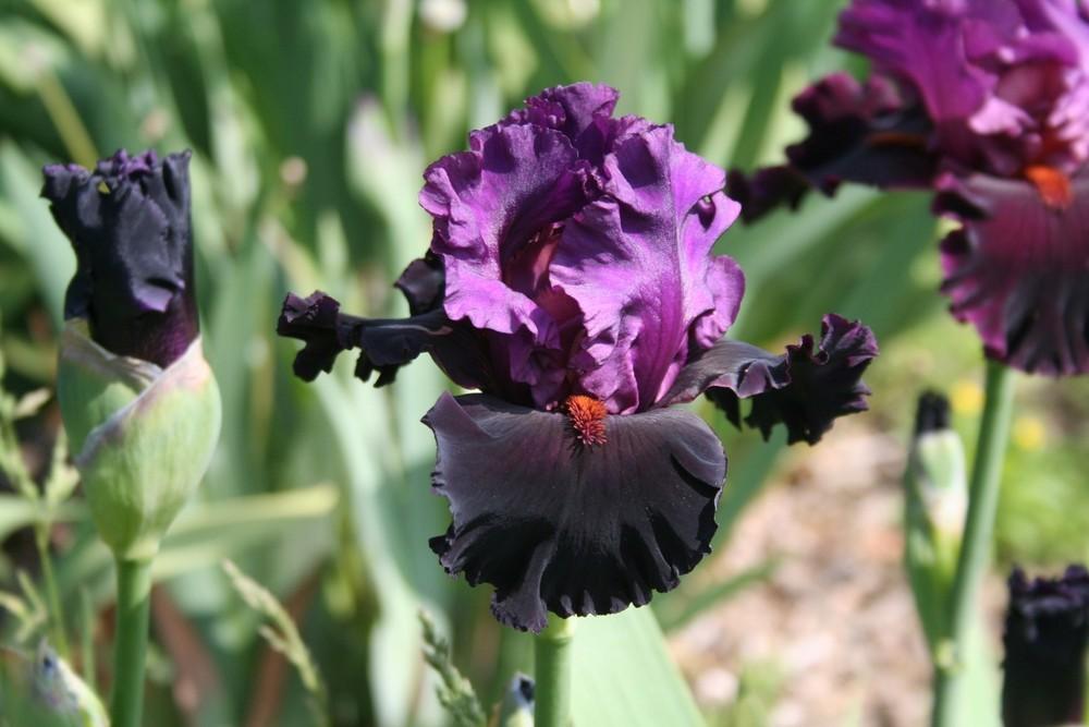 Photo of Tall Bearded Iris (Iris 'Saturn') uploaded by KentPfeiffer