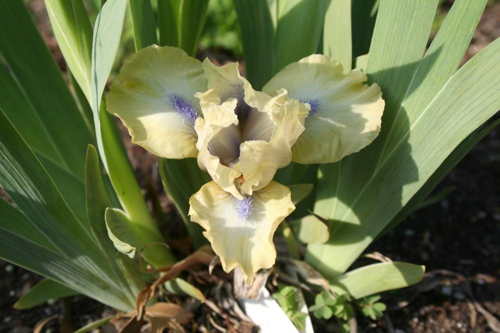 Photo of Standard Dwarf Bearded Iris (Iris 'Satin Accent') uploaded by KentPfeiffer