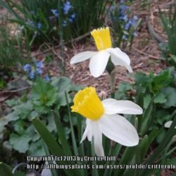 Location: Critter's garden in Frederick MD
Date: 2013-04-11
cheerful little upward-facing blooms!