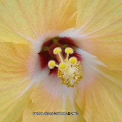 Location: Garland (Dallas), TX
Date: 2013-08-18
Yellow Wing Hibiscus
