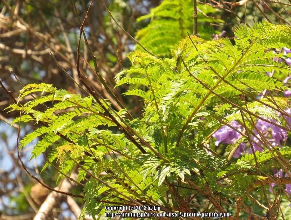Photo of Jacaranda (Jacaranda mimosifolia) uploaded by plantladylin