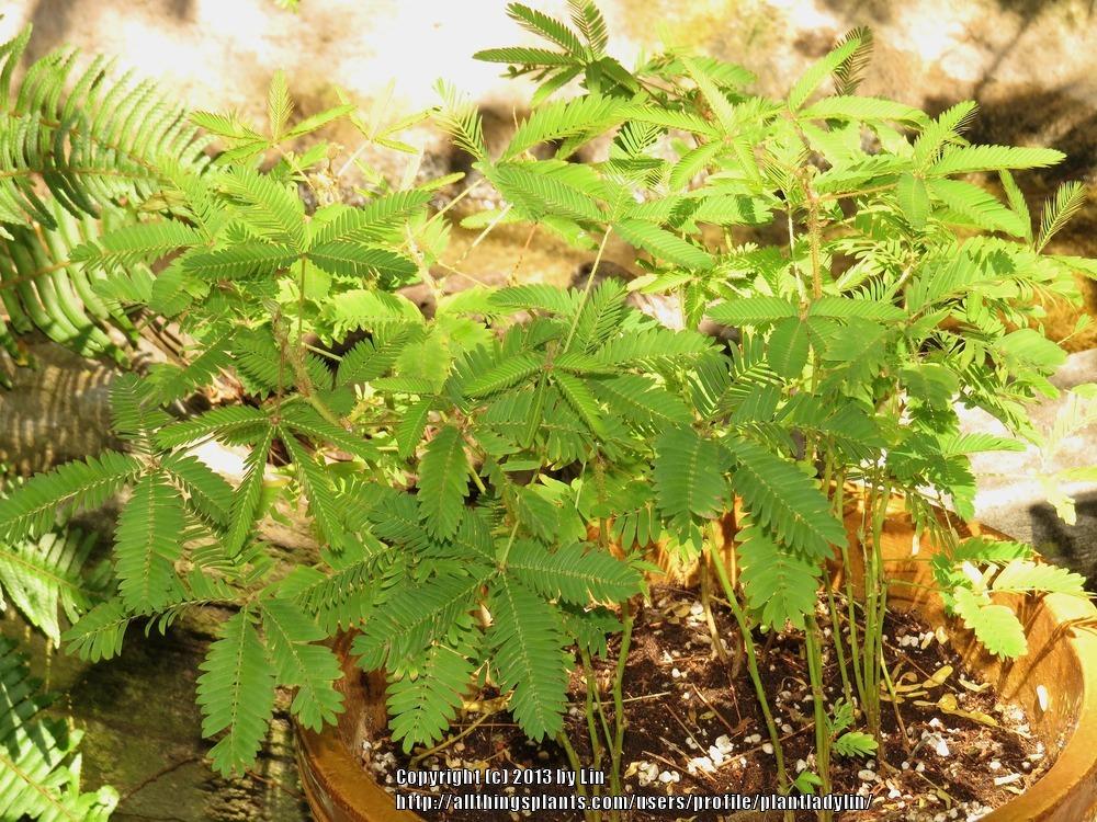 Photo of Sensitive Plant (Mimosa pudica) uploaded by plantladylin