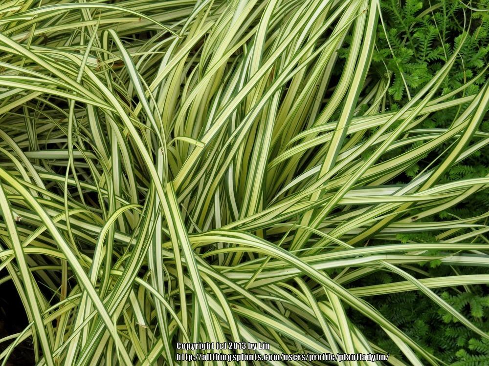Photo of Japanese Grass Sedge (Carex morrowii 'Variegata') uploaded by plantladylin