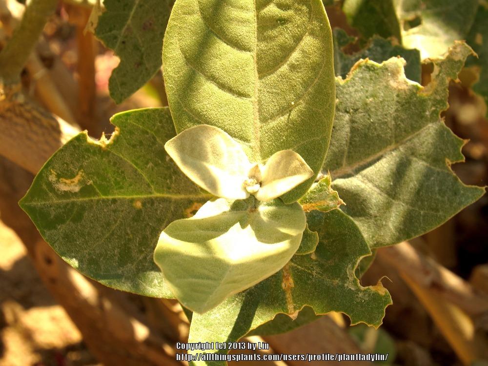 Photo of Giant Milkweed (Calotropis gigantea) uploaded by plantladylin