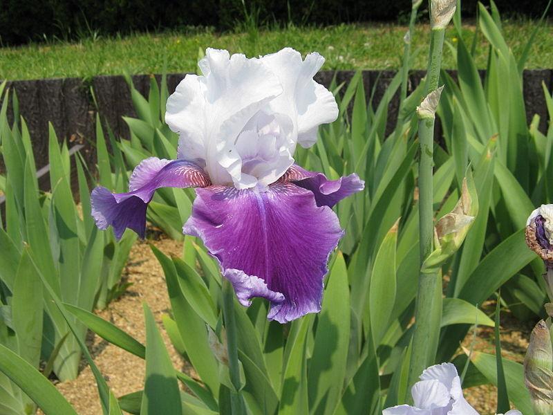 Photo of Tall Bearded Iris (Iris 'Gay Parasol') uploaded by robertduval14