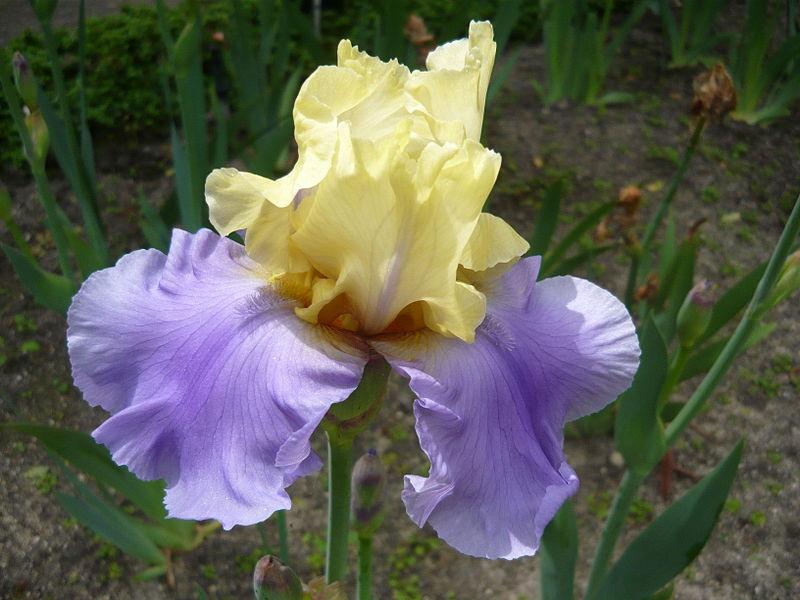 Photo of Tall Bearded Iris (Iris 'Haut les Voiles') uploaded by robertduval14