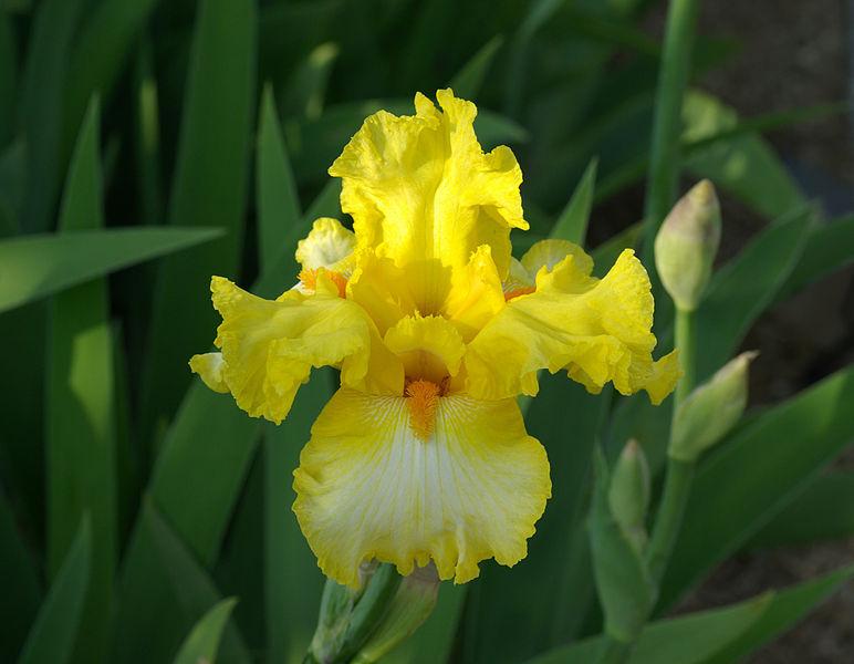 Photo of Tall Bearded Iris (Iris 'Gold Ring') uploaded by robertduval14