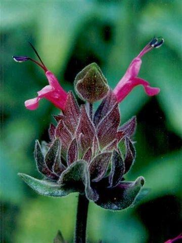 Photo of Crimson Pitcher Sage (Salvia spathacea) uploaded by vic