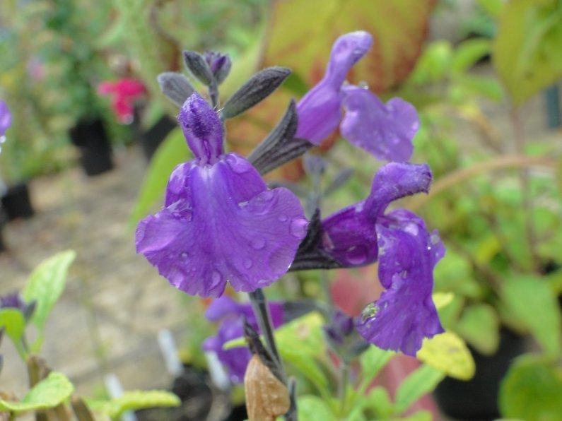 Photo of Salvia (Salvia x jamensis 'Nilda') uploaded by vic