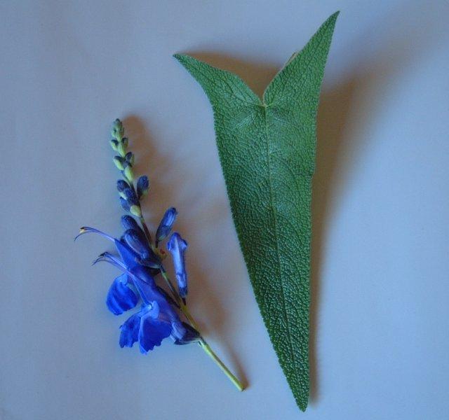 Photo of Arrow Leaf Sage (Salvia sagittata) uploaded by vic