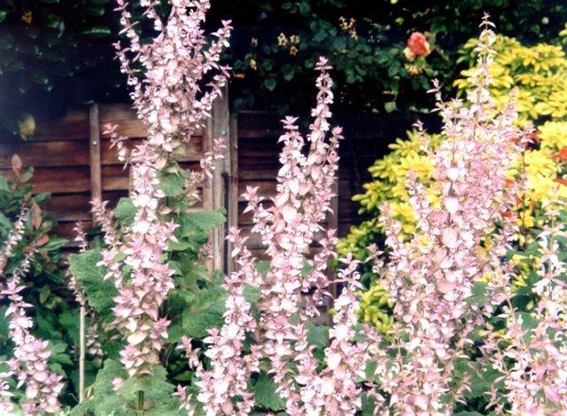 Photo of Clary Sage (Salvia sclarea) uploaded by vic