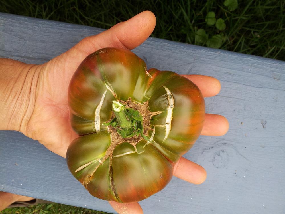 Photo of Tomato (Solanum lycopersicum 'Ananas Noire') uploaded by Anderwood