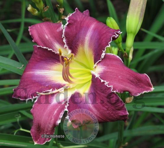 Photo of Daylily (Hemerocallis 'Snaggle Tooth') uploaded by Char
