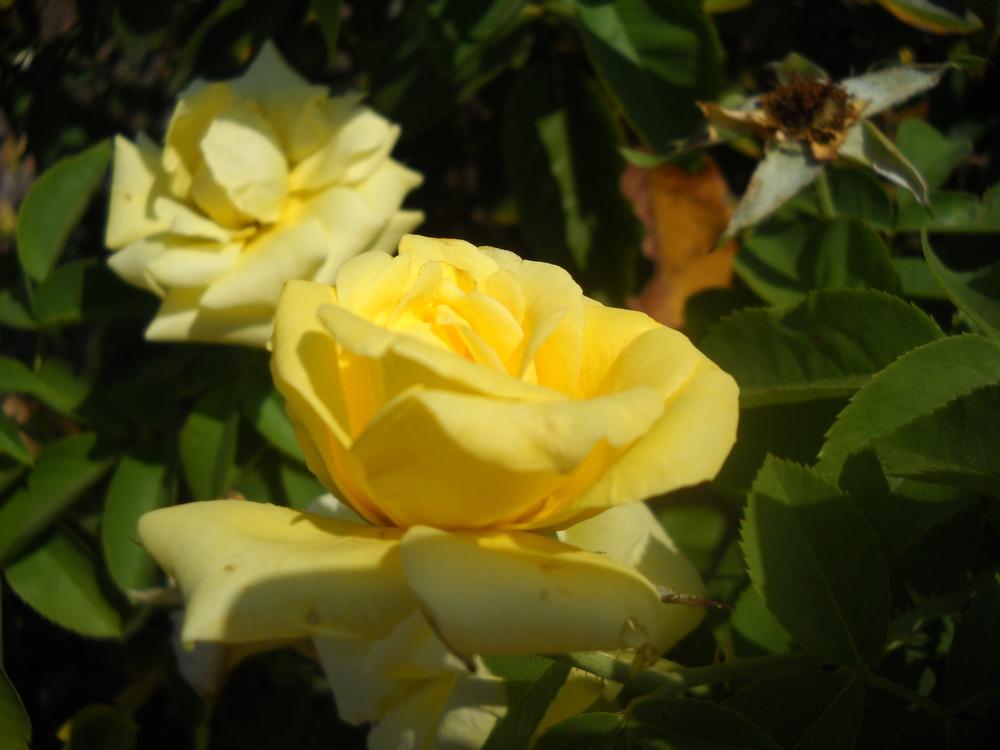 Photo of Rose (Rosa 'Nacogdoches') uploaded by Katie