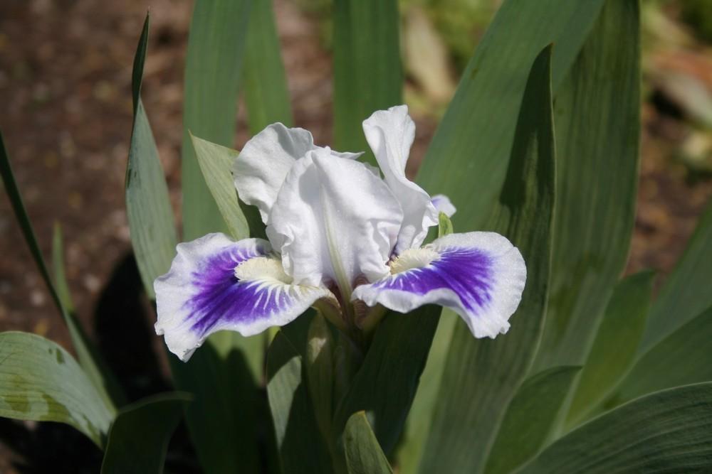 Photo of Standard Dwarf Bearded Iris (Iris 'Riveting') uploaded by KentPfeiffer