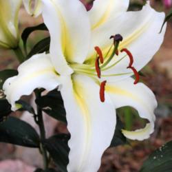 Location: Elizabeth Colorado
Date: 2013-08-19
You can smell this lily walking by several feet away!