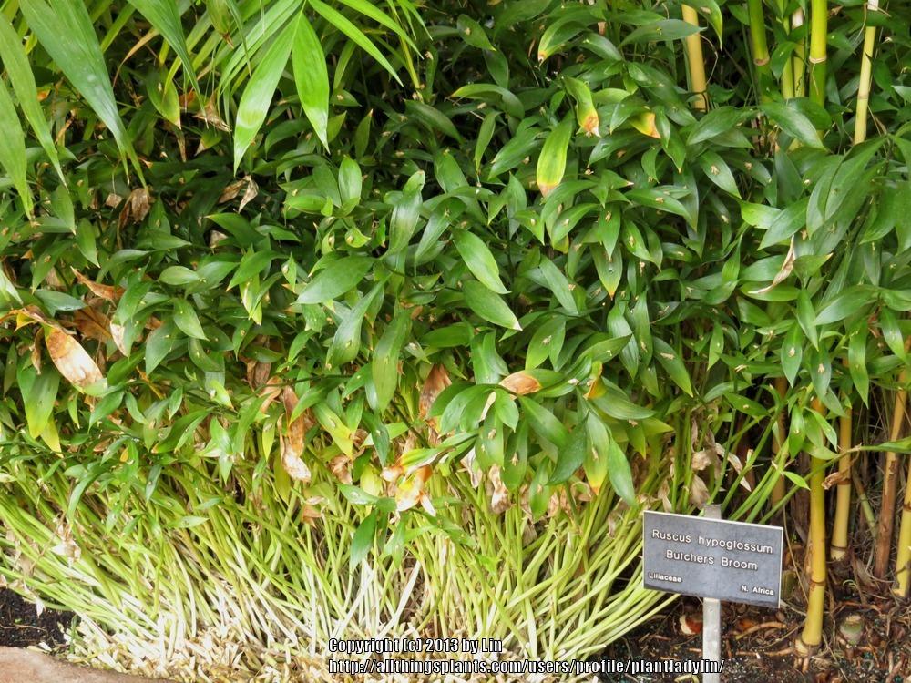 Photo of Butcher's Broom (Ruscus hypoglossum) uploaded by plantladylin