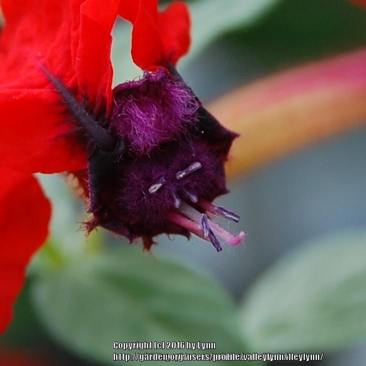 Photo of Bat Face Cuphea (Cuphea 'Firecracker') uploaded by valleylynn