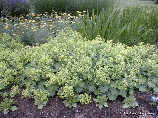 Photo of Lady's Mantle (Alchemilla mollis) uploaded by vic
