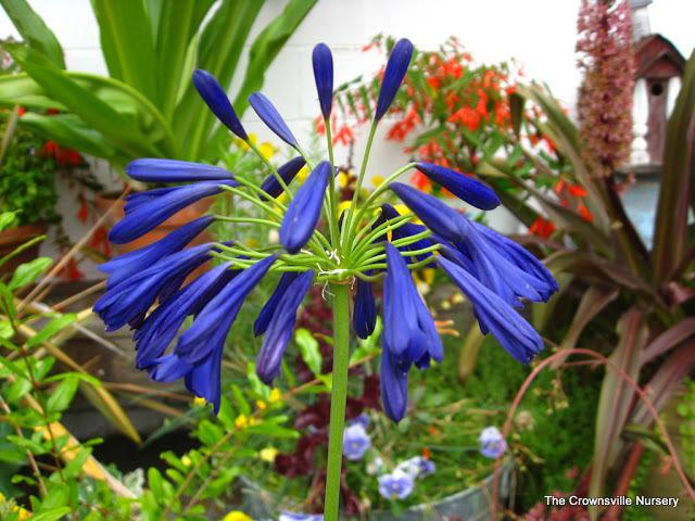 Photo of Bell Agapanthus (Agapanthus campanulatus) uploaded by vic