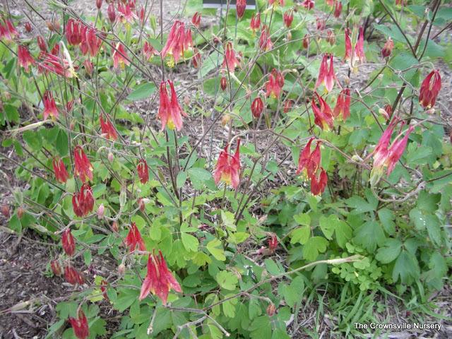 Photo of Eastern Red Columbine (Aquilegia canadensis) uploaded by vic
