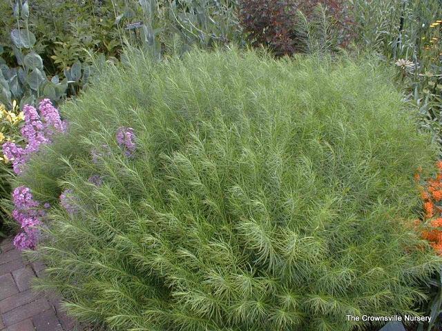 Photo of Blue Star (Amsonia hubrichtii) uploaded by vic