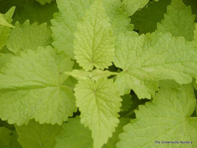 Photo of Anise Hyssop (Agastache foeniculum 'Golden Jubilee') uploaded by vic