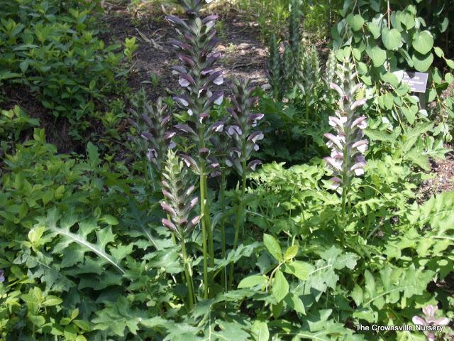Photo of Bear's Breeches (Acanthus hungaricus) uploaded by vic