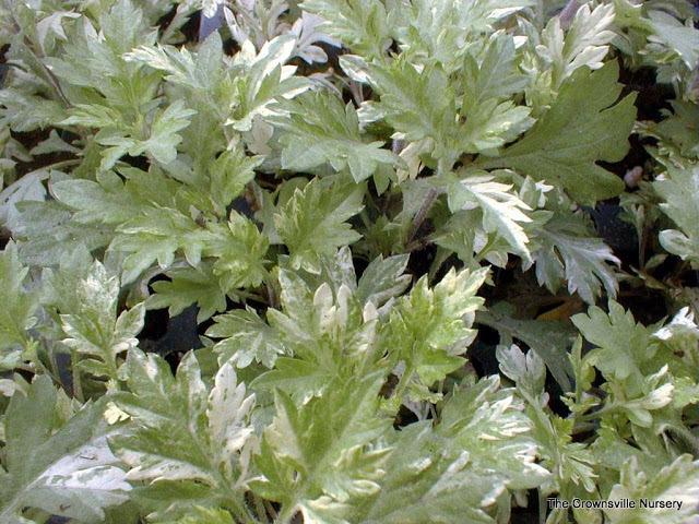 Photo of Variegated Mugwort (Artemisia vulgaris Oriental Limelight) uploaded by vic