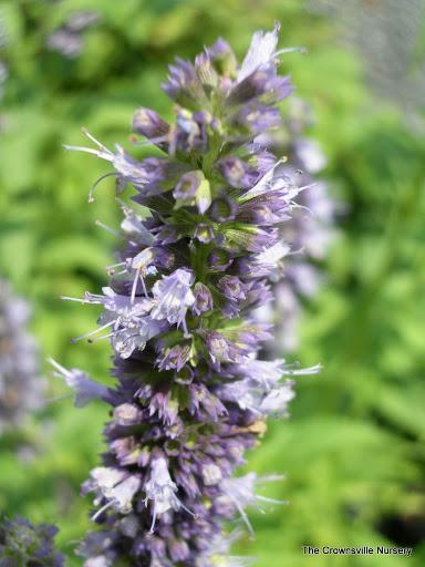 Photo of Anise Hyssop (Agastache 'Black Adder') uploaded by vic