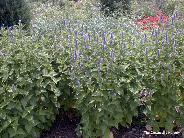 Photo of Anise Hyssop (Agastache foeniculum) uploaded by vic