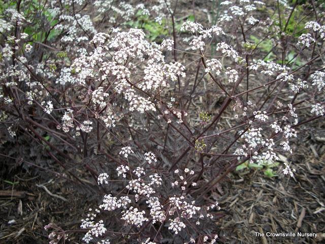 Photo of Queen Anne's Lace (Anthriscus sylvestris 'Ravenswing') uploaded by vic