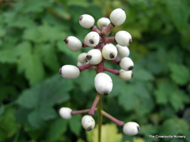 Photo of Doll's Eyes (Actaea pachypoda) uploaded by vic