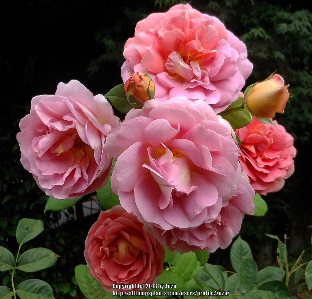 Photo of Rose (Rosa 'The Endeavour') uploaded by zuzu