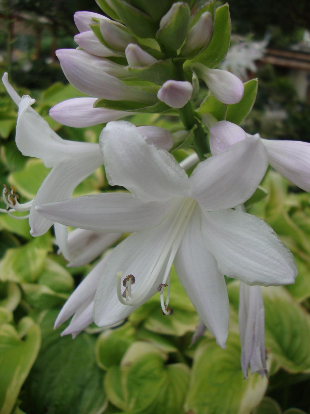 Photo of Hosta 'Fragrant Bouquet' uploaded by Paul2032