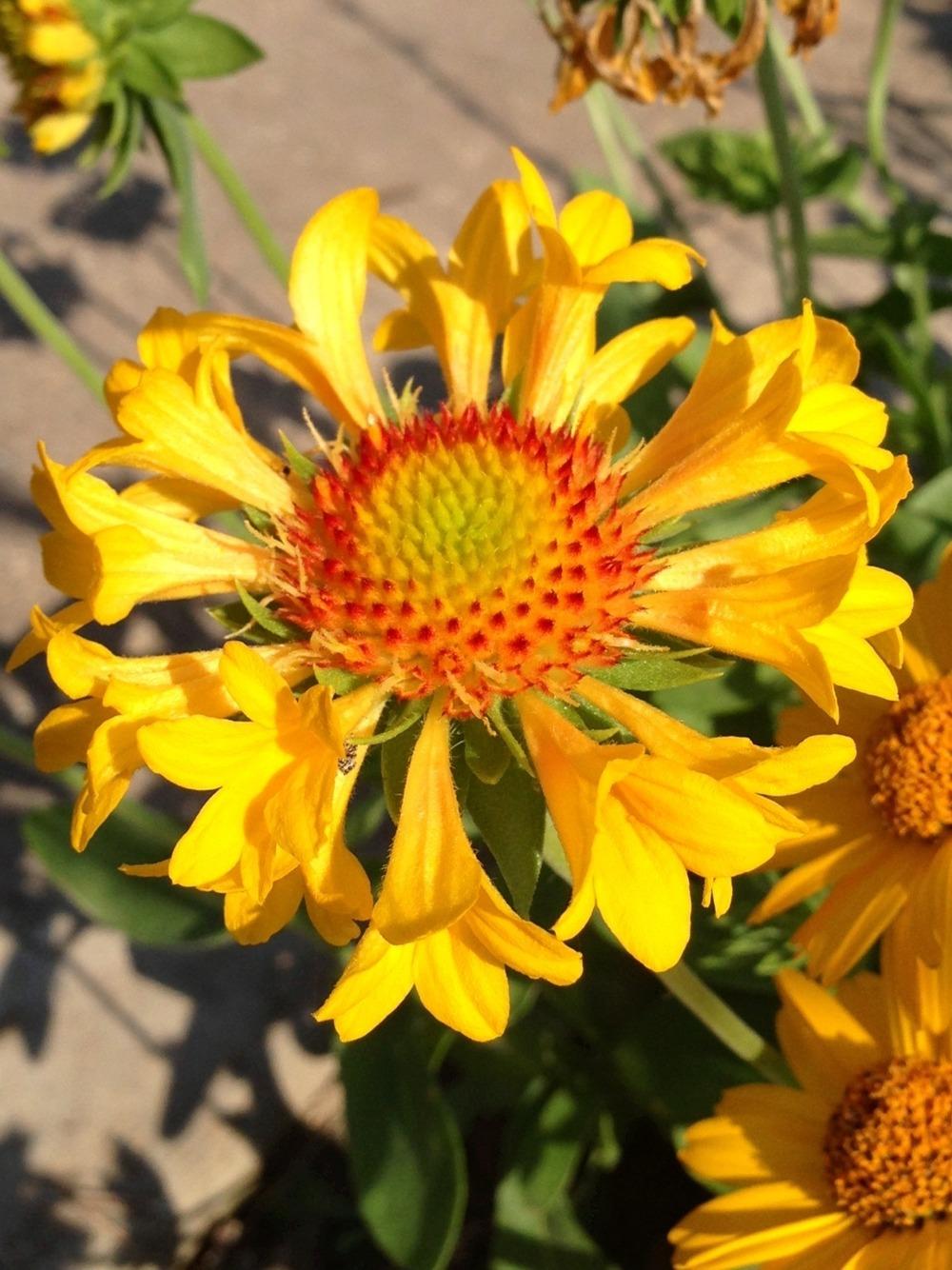Photo of Blanket Flower (Gaillardia Commotion™ Moxie) uploaded by clintbrown