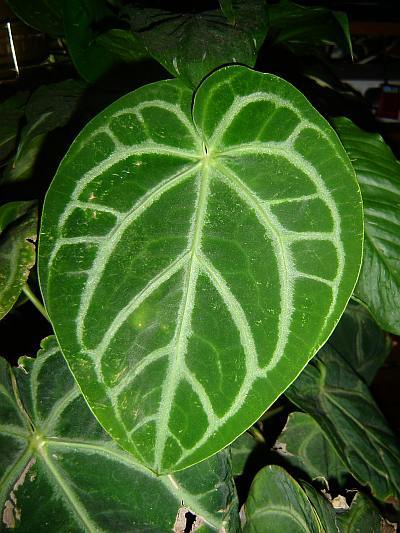 Photo of Anthurium magnificum uploaded by eclayne