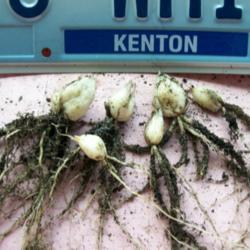 Location: My operating table -Rosetta Tas
Date: June
Freshly dug-seed grown -cernuum bulbs