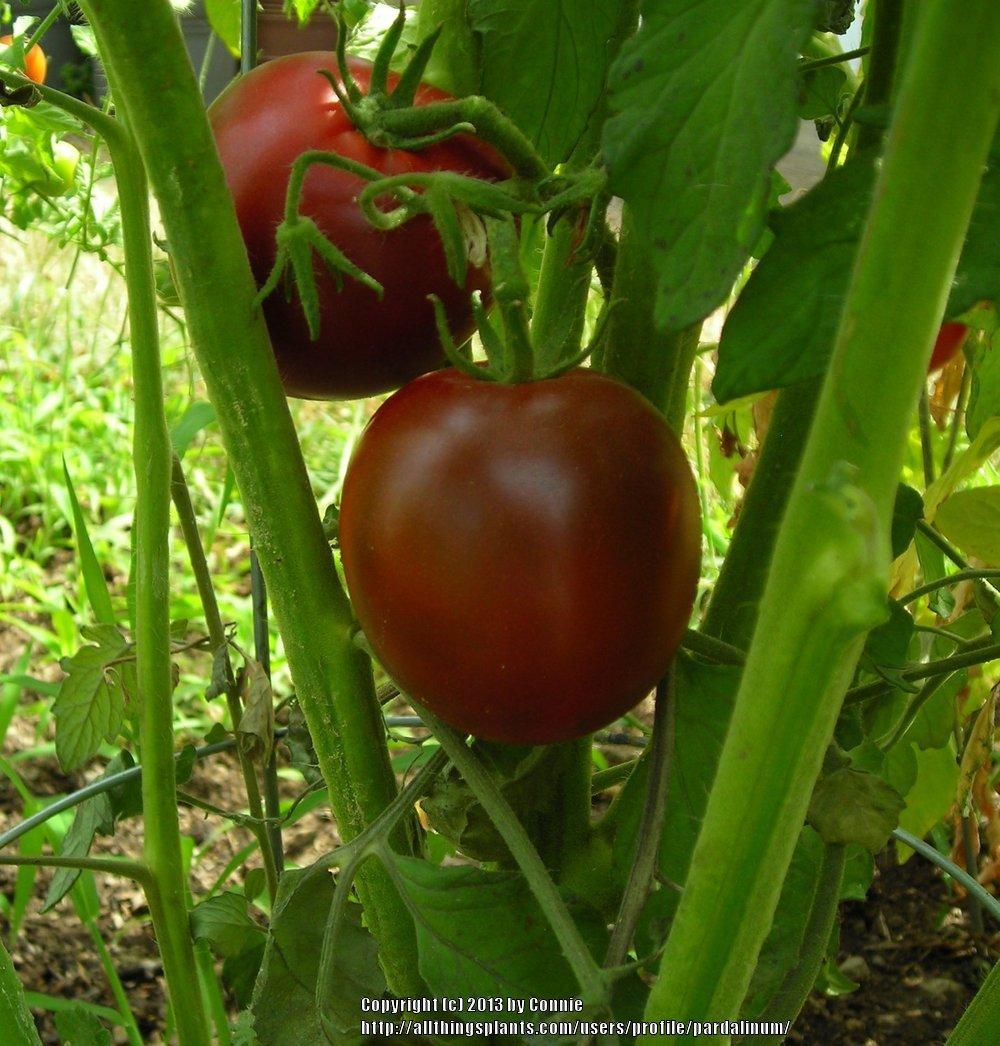 Photo of Tomato (Solanum lycopersicum 'Black Prince') uploaded by pardalinum