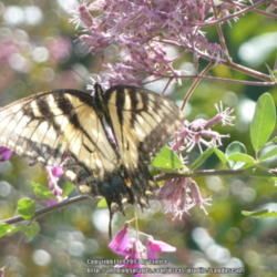 Location: my garden zone 7b NC, USA
Date: 2013-08-21
with Swallowtail
