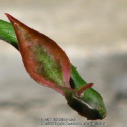 Location: At our garden - San Joaquin County, CA
Date: 2013-08-21
Reddish hues on variegated leaves of Red Bird Cactus