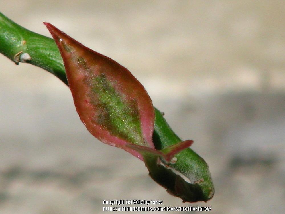 Photo of Variegated Devil's Backbone (Euphorbia tithymaloides 'Variegata') uploaded by tarev