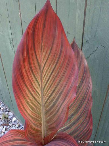 Photo of Canna Tropicanna® uploaded by vic