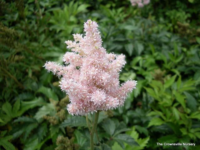 Photo of Astilbe 'Zuster Theresa' uploaded by vic