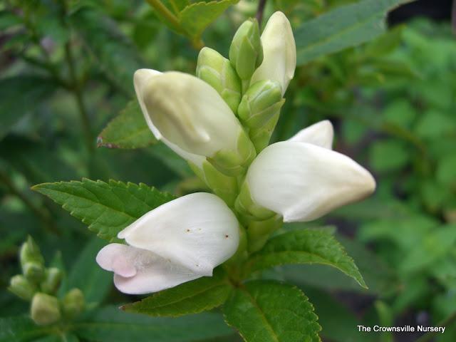 Photo of Turtlehead (Chelone glabra) uploaded by vic