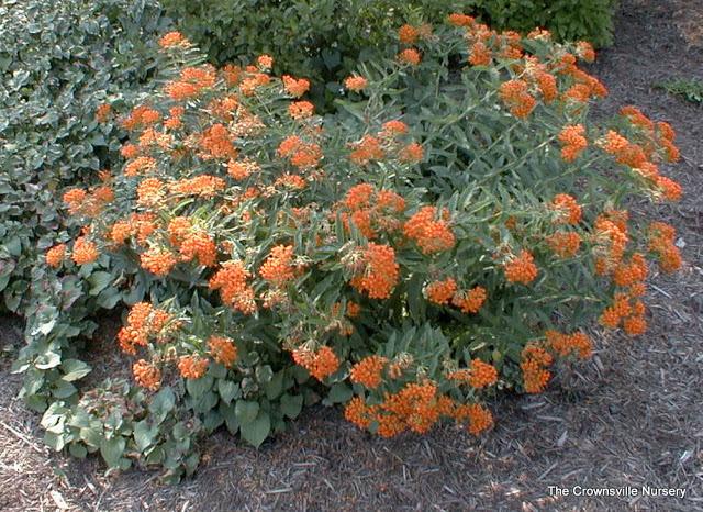 Photo of Butterfly Milkweed (Asclepias tuberosa) uploaded by vic