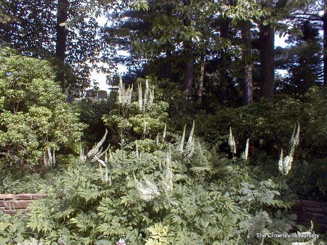 Photo of Black Cohosh (Actaea racemosa) uploaded by vic