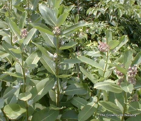 Photo of Common Milkweed (Asclepias syriaca) uploaded by vic