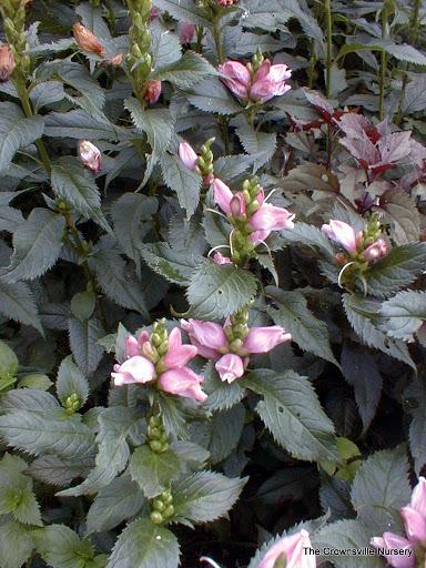Photo of Pink Turtlehead (Chelone lyonii 'Hot Lips') uploaded by vic